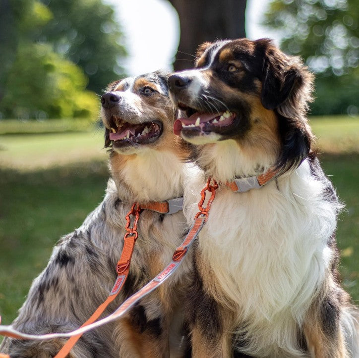 Collars/Leashes