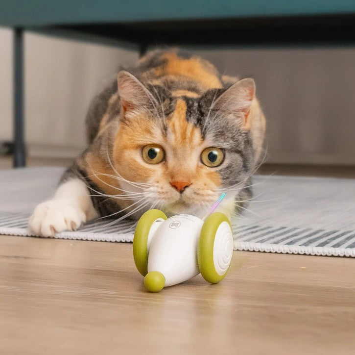 Dog/Cat Toys